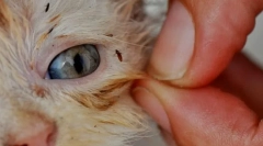 Kako ukloniti buhe u mački kod kuće