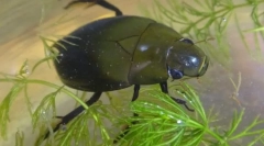 Kao cipela buba diše pod vodom?