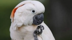 Cockada molukksan