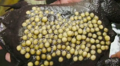 Što žaba izleže njegovo potomstvo na leđima?