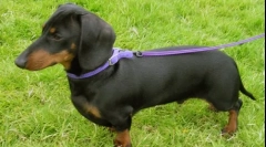 Kakvu vrstu pasmine je najviše zlo?