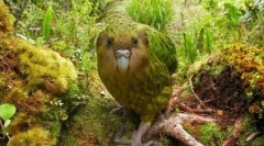 Kakapo: dobroured papagaj, sličan ol (9 fotografija)