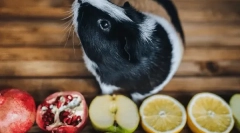 Što voće i bobice jedu zamorca