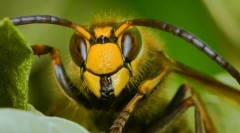 Koji kukci pomogli ljudima da izmisle papir?