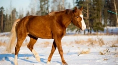 Koja se osjetila razvijaju na konju?
