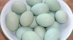Koje su pasmine pilića plave i zelena jaja