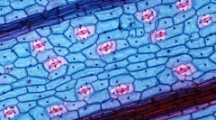 Koje prednosti daje staničnu strukturu živim organizmima?