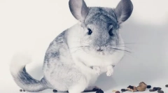 Koje sjemenke mogu biti chinchilla