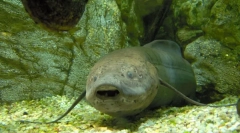 Koje moderne vrste riba postoje od davnina?