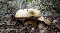 Što su kraljevstva živih bića?