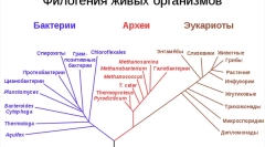 Koje su pljeskama živih bića?