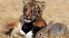 Koji odnose postoje između životinja u zajednicama?