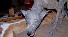 Kakva se čudna životinja boji stanovnika južne amerike?