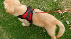 Što je uzica bolji za psa: mišljenje stručnjaka