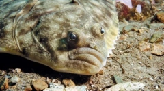Potkopati