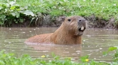 Capybara: glodavac, čija je imenovana riba