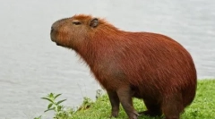 Capirara: značajke održavanja kod kuće