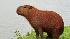 Kapibara