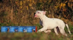 Drops praksa: upute za uporabu