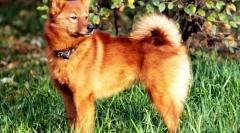 Karelian-finnish husky (fotografija): graciozan i deft lovac