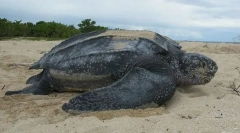 Carolinskaya kožasto kornjača