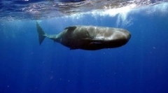 Cachelot (fotografija): ogromno čudovište s dna oceana