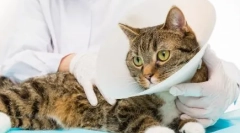 Kastracija i sterilizacije: kompetentna postoperativna skrb za mačku ili mačku