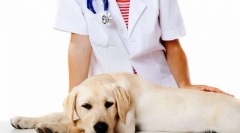 Kastracija i sterilizacije