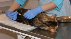 Canion mačke i mačke