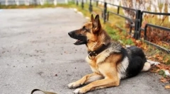 Rasni psi: pluse i kontra, kažu veterinari