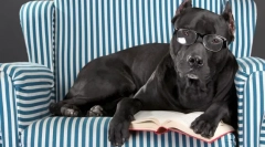 Katarakt u psu: uzroci, simptomi, liječenje, prevencija