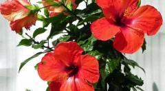 Kineska ruža (hibiskus)