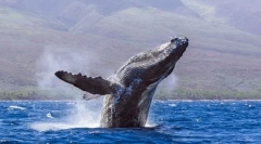 Kitovi - najveće životinje