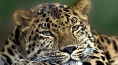 Razvrstavanje sisavaca