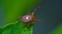 Tick ​​borrelioza: simptomi i liječenje