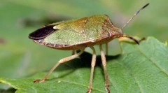 Blugmet smeychka