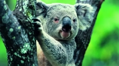 Koala: ljetni medvjed iz australije (fotografija za životinje)