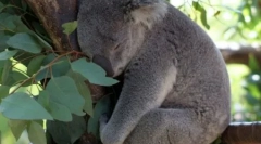 Koala: australski lijeni medvjed (16 fotografija)