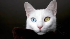 Kada i zašto se boja oka mijenja