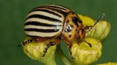 Colorado beetle i larve: opis i oštećenje