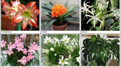 Bilješke opasne za mačke