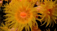 Koralji - biljke ili životinje?