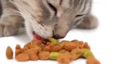 Purina pro plan cat feed: visokokvalitetni kućni ljubimci za kućne ljubimce