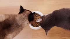 Hranjenje mačaka sa suhom hranom: osnovna pravila