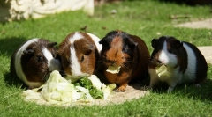 Hranjenje zamoraca iz a do ja