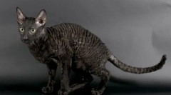 Kornski rex