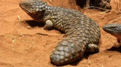 Bezbrzo s čečenjem (uhore)