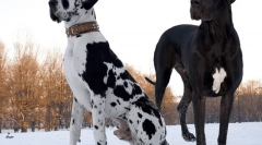 Kratko-oblakovima pasa