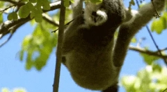Mačji lemur - najosnovniji primat