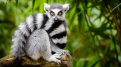 Mačji lemur